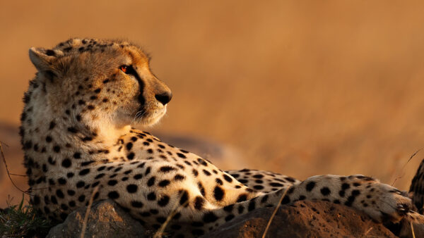 Wallpaper Cheetah, Lying, Rock, Down