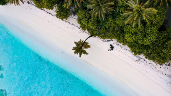 Wallpaper View, White, Ocean, Palm, Beach, Sand, Aerial, Nature, Forest, Trees