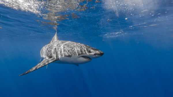 Wallpaper Big, Underwater, Ocean, White, Swimming, Shark, Black