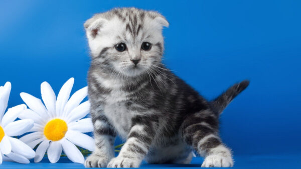 Wallpaper Kitten, Near, Flowers, Black, White, Blue, Sitting, Background, Cat