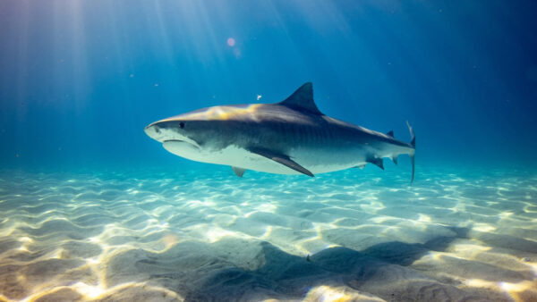 Wallpaper Sea, Shark, Big, Sunlight, View, White, Underwater, Closeup
