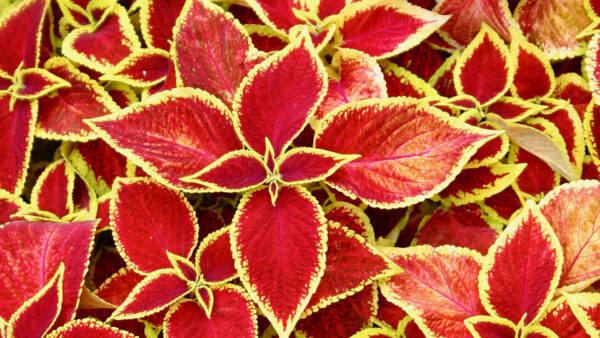 Wallpaper Red, Plant, Nature, Soleus, Leaves, Yellow