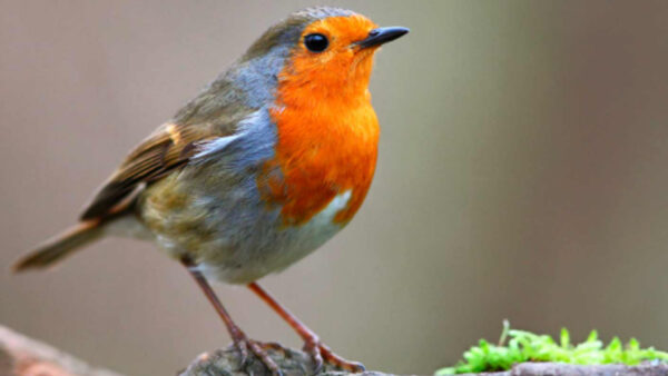 Wallpaper Orange, Standing, Birds, Bird, Background, Brown, Blur