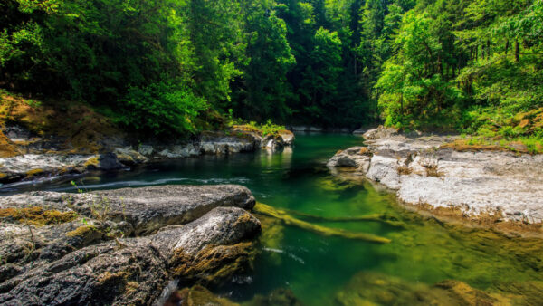 Wallpaper Plants, Stones, Green, Forest, View, Landscape, Bushes, Nature, Trees, Rocks