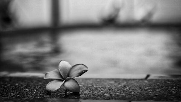 Wallpaper Drops, Water, Desktop, With, Flower, White, Mobile, And, Petals, Black, Photography