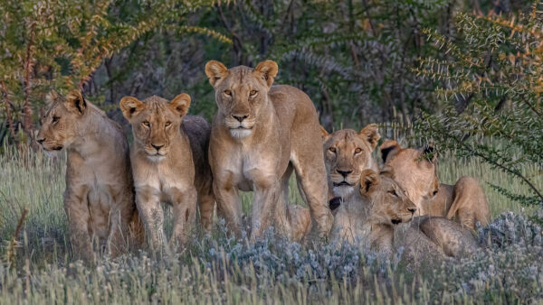 Wallpaper Standing, Sitting, Trees, Are, Lion, Group, And, Lioness, Desktop, Grass, Background