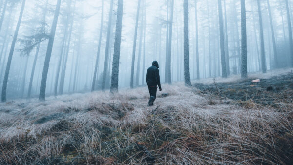 Wallpaper Alone, Forest, Covered, Walking, Man, Fog