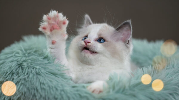 Wallpaper Teal, With, Hand, One, Cloth, Funny, Cat, Fur, Looking