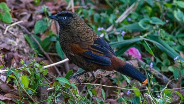 Wallpaper Birds, Bird, Laughingthrush, Blue-Winged