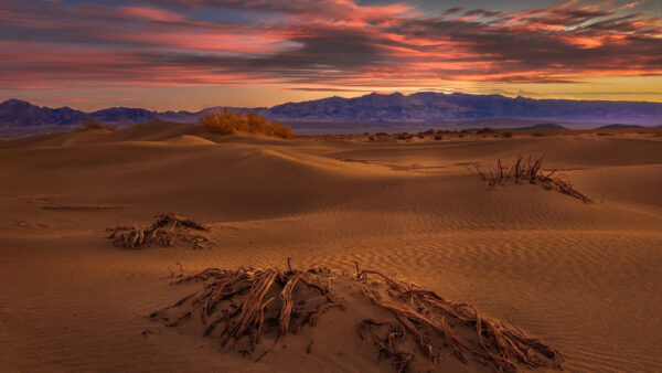 Wallpaper And, View, Sunset, Sand, During, Dune, Landscape, Root, Nature, Wood, Mountains, Desert