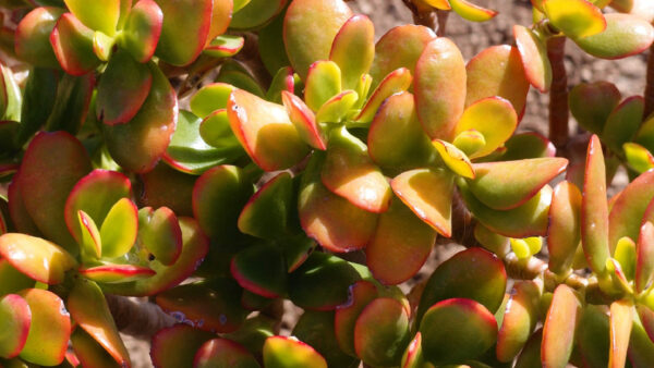 Wallpaper Succulent, Nature, Plant