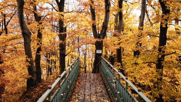 Wallpaper Leaves, Daytime, Wood, Between, Autumn, Bridge, Yellow, Trees, During, Forest