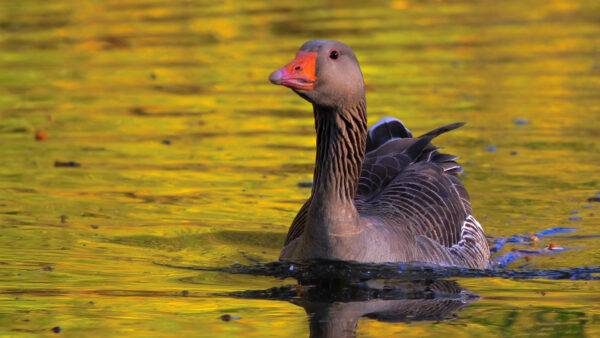Wallpaper Goose, Floating, Greylag, Closeup, Birds, View, Water
