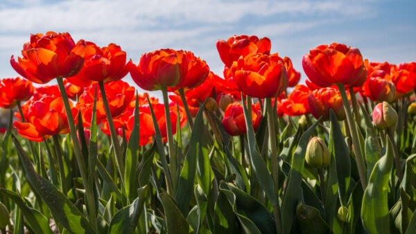 Wallpaper Blue, Mobile, Leaves, Red, Plants, Tulips, Background, Petals, Sky, Flowers, Field, Desktop