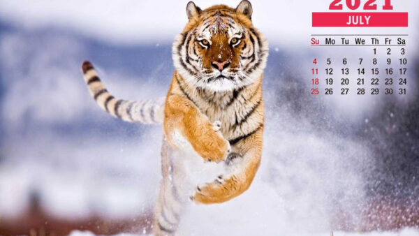 Wallpaper Tiger, Background, July, 2021, Snow, Calendar