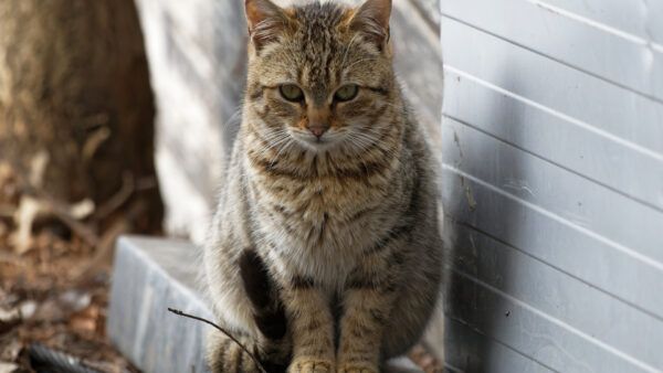 Wallpaper Sitting, Blur, Stone, Look, White, Cat, Brown, Stare, Background, With