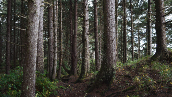 Wallpaper Bushes, Branches, Forest, Grass, Nature, Trees, Background