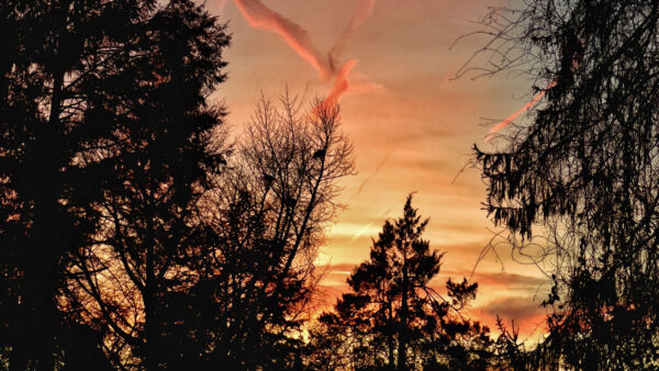 Wallpaper Silhouettes, Nature, Background, Trees, Sky, Twilight