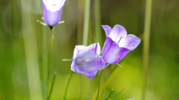 Wallpaper Background, Plant, Flowers, Blur, Grass, Purple