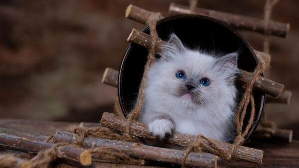 Wallpaper Fur, Look, Bucket, Stare, Inside, White, Blue, Eyes, With, Cat