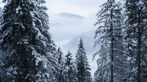 Wallpaper Frozen, With, Mountains, Snow, Field, Nature, Fog, Trees, Covered